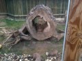 asiatische kurzkrallen otter im sea live oberhausen.MOV