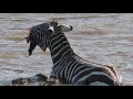 Zebra's face ripped off by crocodiles crossing Mara river on Safari in Kenya