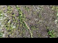 drone cinematography in rural Alabama shot with a dji air 3 using lightcut editor