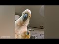The FUNNIEST Parrots Around the World 🦜 🤣 Best Compilation