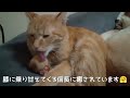 首を掻きむしり脱毛していたので病院で診てもらいました🐈遅くなりましたが信長２歳になりました🐈🎂