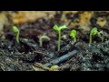 Seed Sprouting Time Lapse 4K (extreme close-up)