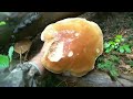 МІЙ РЕКОРД - 33кг. білих грибів🍄😃💪