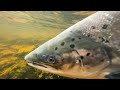 13lb salmon caught on the fly | Dochfour | salmon fishing Scotland 2024 🏴󠁧󠁢󠁳󠁣󠁴󠁿