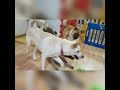 【PFLJ】Rescued dog 保護犬　犬語(カーミングシグナル）を解説付きで紹介