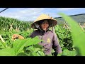 Love cove bean season: grandfather brought a rabbit as a gift to Hang | Ly Phuc Hang