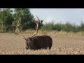 Wild Red Stag Big 20 pointer !!! Stag