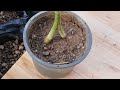 How to Graft Papaya trees to produce strong plant & big fruits Agri-experiment