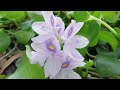 কচুরিপানা | Hyacinth @oxigenagrobusiness8572