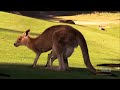 Australian Farmers Deal With Thousands Of Dingo Dogs Attacking Livestock - Farming Documentary