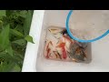 Unique Catching Catfish Protects Eggs, Ornamental Fish, Koi, Goldfish, Turtles, Guppies | Fish Video