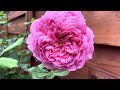 David Austin rose Jubilee celebration fall 2023