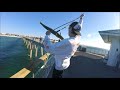 Florida King Fish- Okaloosa Island Pier