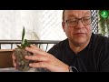 Orchid keiki removing and potting