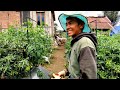 Pemuda Sukses Memilih Menikmati Kesehariannya Di Pondok Mewah Tengah Kebun | Berkebun Sayuran