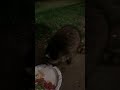 Baby Raccoon 8/23/2020