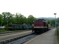 Harz kameel aan het rangeren