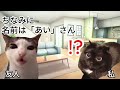 【猫ミーム/実話ホラー】心霊現象で号泣！除霊してもらった本当にあった怖い話【猫マニ】