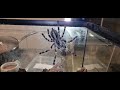 Poecilotheria Regalis (Indian ornamental tarantula) rehousing and handling