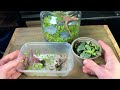 How To Make a Terrarium: An In-Depth Tutorial