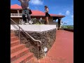 WTF ! kauai  boys go skateboarding for go skateboard day  #kauai #hawaii #elephit goskateboard2023