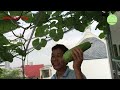 Cách trồng BẦU SAO BÁN THỦY CANH - How to grow gourds with semi-hydroponic container | Nha Minh Vlog