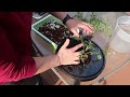 Transplanting Soil Plants Into Hydroponics