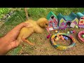 Tangkap Ayam Lucu, Ayam Warna Warni, Ayam Rainbow Gokil, Kelinci, Kucing Lucu, Bebek, Hewan Lucu 5