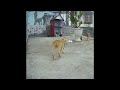❤️🐱 New Funny Cats and Dogs Videos 😂🐈 Funny Animal Videos #16