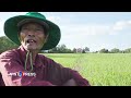 Nông dân trồng lúa ở Cần Đước | VOA Tiếng Việt