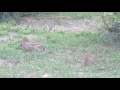Moma and Baby Rabbits eat grass