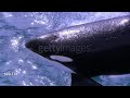 Slow Mo: Killer Whale Jumping out of the Water