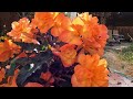 推荐一种海棠花 (Begonia Flower)
