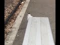 Epic seagull fight (VERY INTENSE)