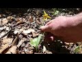 Trilliums Cowslips and other Wildflowers 5-11-2019