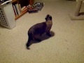 Cat Hunting Fly