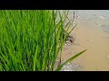 sawah kampung bikin tenang#video #suasanaperkampungan