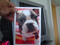 Crazy Face Dog Goes Nuts Over Greeting Card