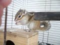 ｼﾏﾘｽ 三時のおやつ。