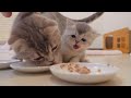 The kittens who were so excited about their first baby food were so cute...
