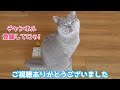 【残念なご報告】飼い猫と一緒に暮らせなくなりました…