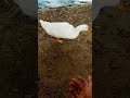 Duck eats from my hand