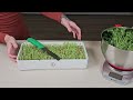 How to grow Pea Microgreens at Home: 5 Minute Quick Guide