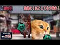 戦闘中することになった猫たちの日常Part1【猫ミーム】【猫マニ】