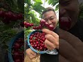 Farm Fresh Ninja Fruit Cutting | Oddly Satisfying Fruit Ninja #16