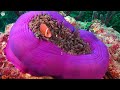 The Ocean 4K (ULTRA HD) - Unbelievable Colorful Sea Life With Relaxing Music
