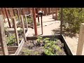 Outdoor Cannabis Grow SoCal 2022 vol. 1