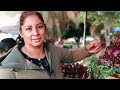 Amazing Cactus Fruit Harvesting Technique - Mexico Dragon Fruit Harvesting and Selling - Pitayas