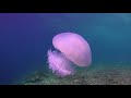 Ocean 4K - Sea Animals for Relaxation, Beautiful Coral Reef Fish in Aquarium 4K Video UHD