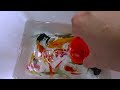 Video Catching Colorful Baby Turtles In The Cave, Fancy Black And Red Guppies, Zebra Fish, Koi Fish